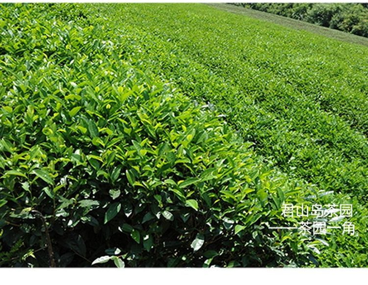 JUNSHAN WANG Ming Qian Spring New Tea Hunan Mao Jian Chinese Green Tea 250g