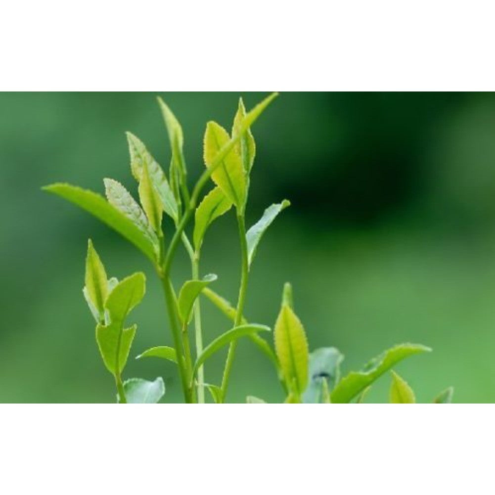 Natural Herbal Detox Energy Tea Tieguanyin 250g Organic Green Tea