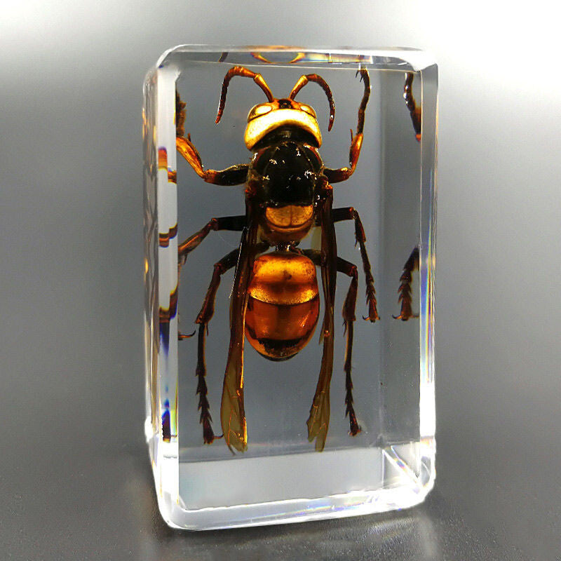 4pcs New Real in Resin Insects in Resin Spiders Specimen Collection