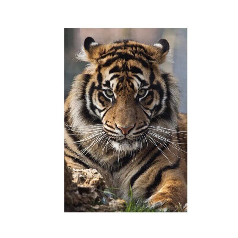 Tiger Canvas Painting Animal Wall Art Poster Prints Wall Picture Home Decor Art