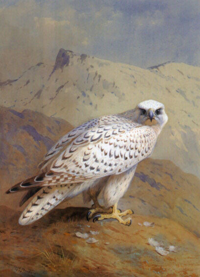 high quality oil painting handpainted on canvas "Falcon "