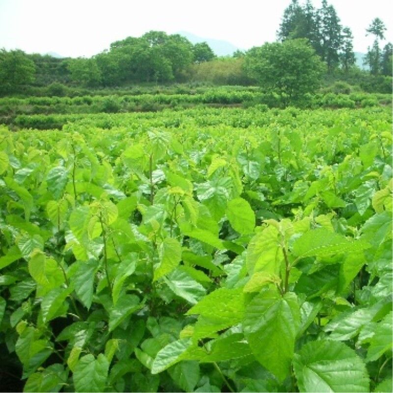 50g Dried Mulberry Leaf Tea Natural Mulberry Leaves Tea China Health Care Herbal