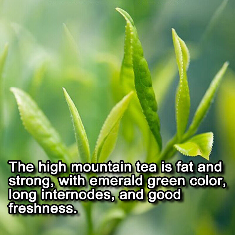 Taiwan Jinxuan Milk Wulong tea, Premium High Mountain Oolong Tea