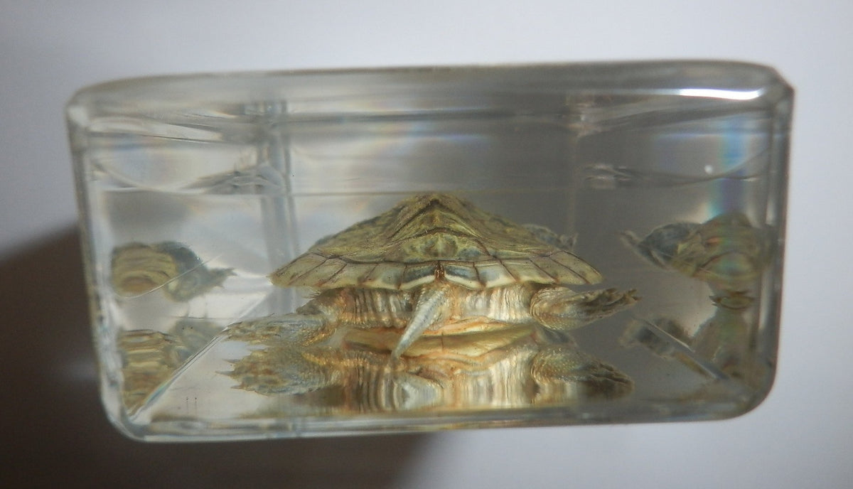 73x40x20 Mm Water Slider Turtle In Clear Paperweight Education Specimen