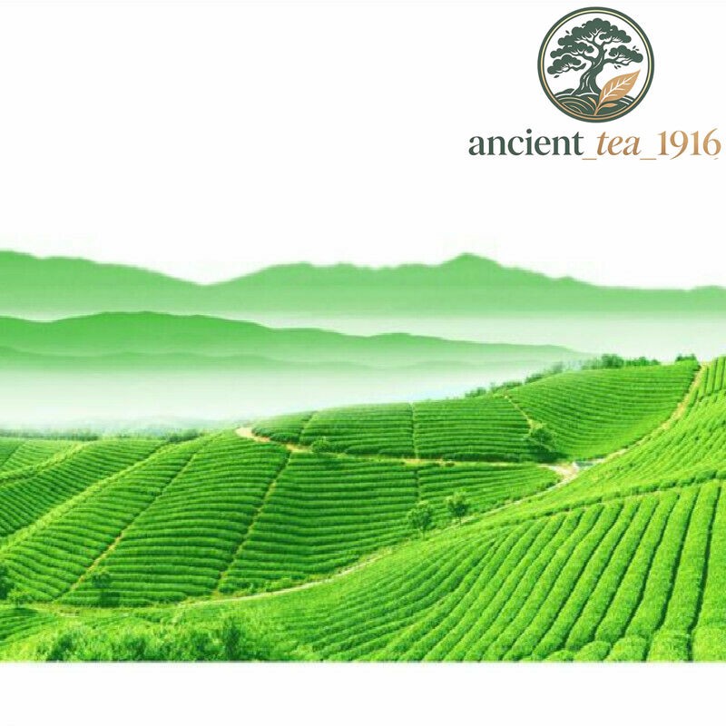 Sheng Pu-erh Tea Cake 2009 Menghai DaYi 7542 Natural Green Tea 357g