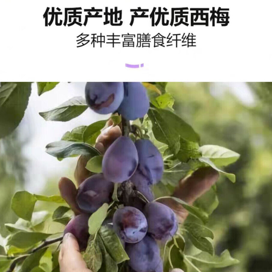 105g Prune Dietary Fiber Jelly (15gX7 Bags)