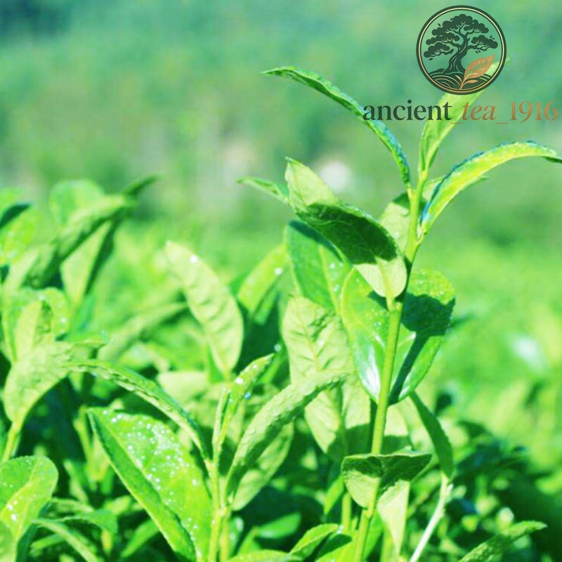 250g Natural Dong Ding Ginseng Oolong Tea Premium Taiwan Organic Wu Long Tea