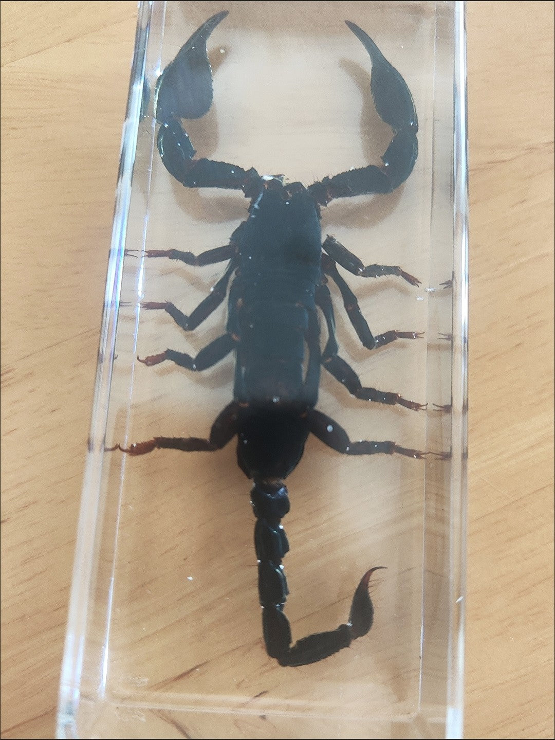 Real Rainforest Scorpion Resin Specimen 110x43mm Paperweight & Educational Decor