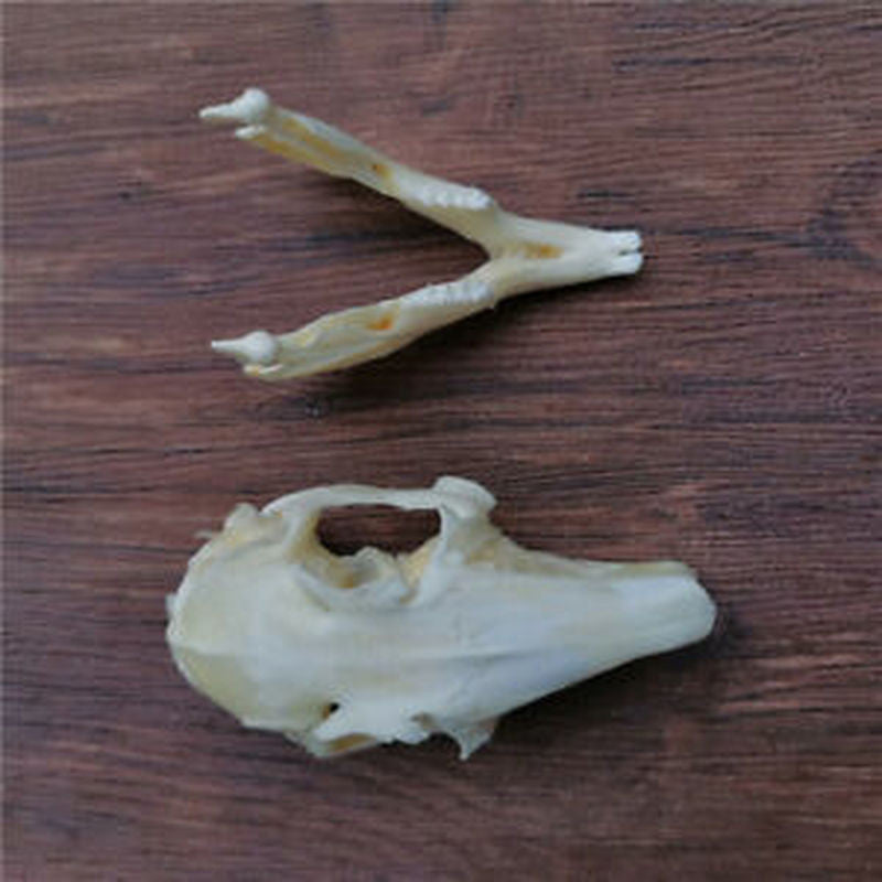 3.1 Inch Animal Skull Real Rabbit Skull Collection Specimen Crafts About