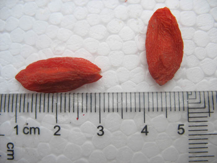 10 lbs,,Supreme GOJI berries China NingXia ORGANIC Dried Berry Wolfberry Lycium