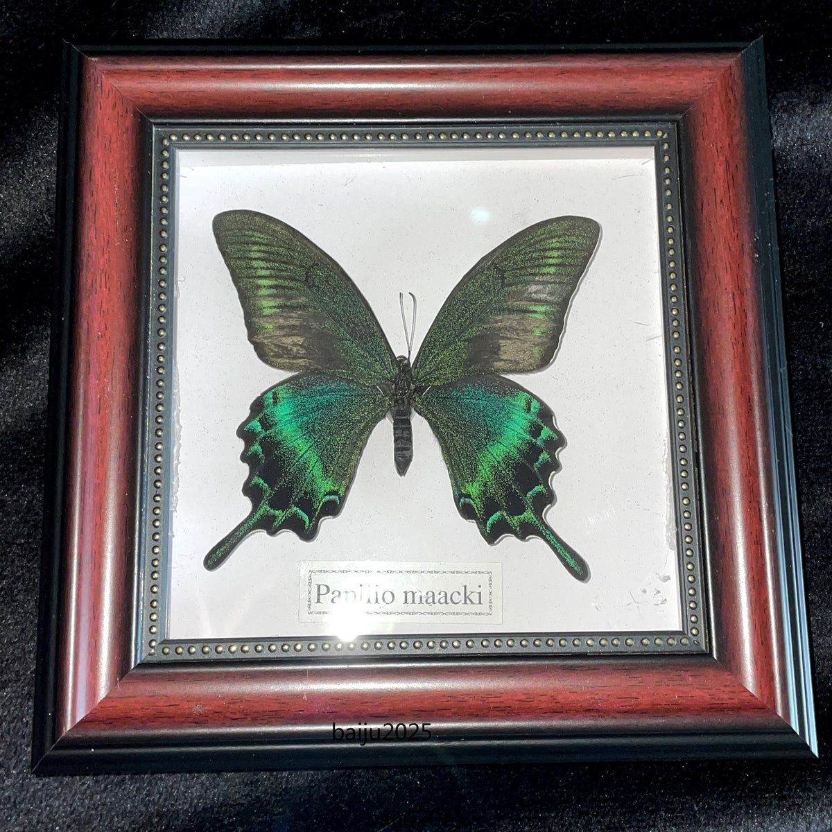 Beautiful Framed Butterfly desktop Decor Collectables Entomology Specimen