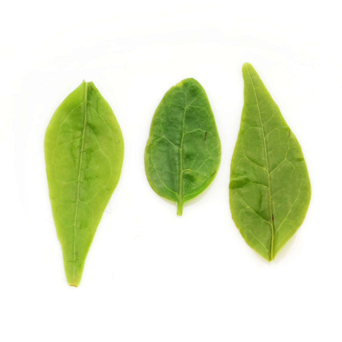 GOARTEA Supreme Kuding Bitter Herbal Tea Qingshan Lushui Green Tea Small Leaf-