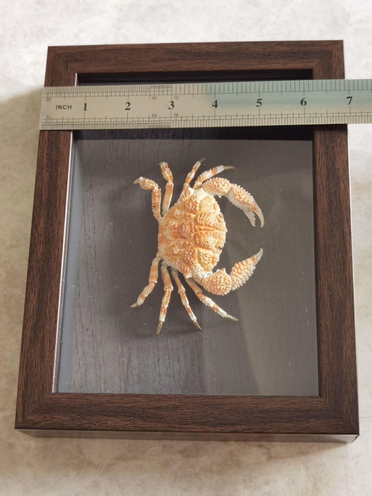 Collect Real Scaly Crab Statue Specimen Skeleton Animal Bone Decor