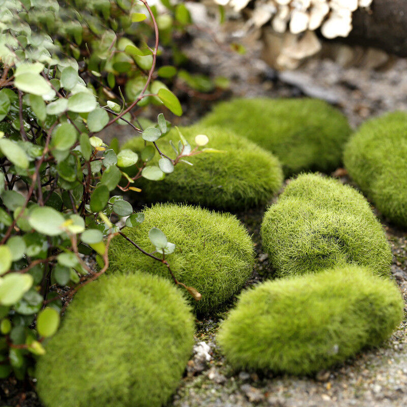 1 Pc Stone Moss Miniatures Garden Ornaments Crafts Fairy Bonsai Plant Decoration Buy Our Tea