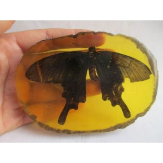 10.6 */Chinese Collection. Amber Natural Butterfly Statue