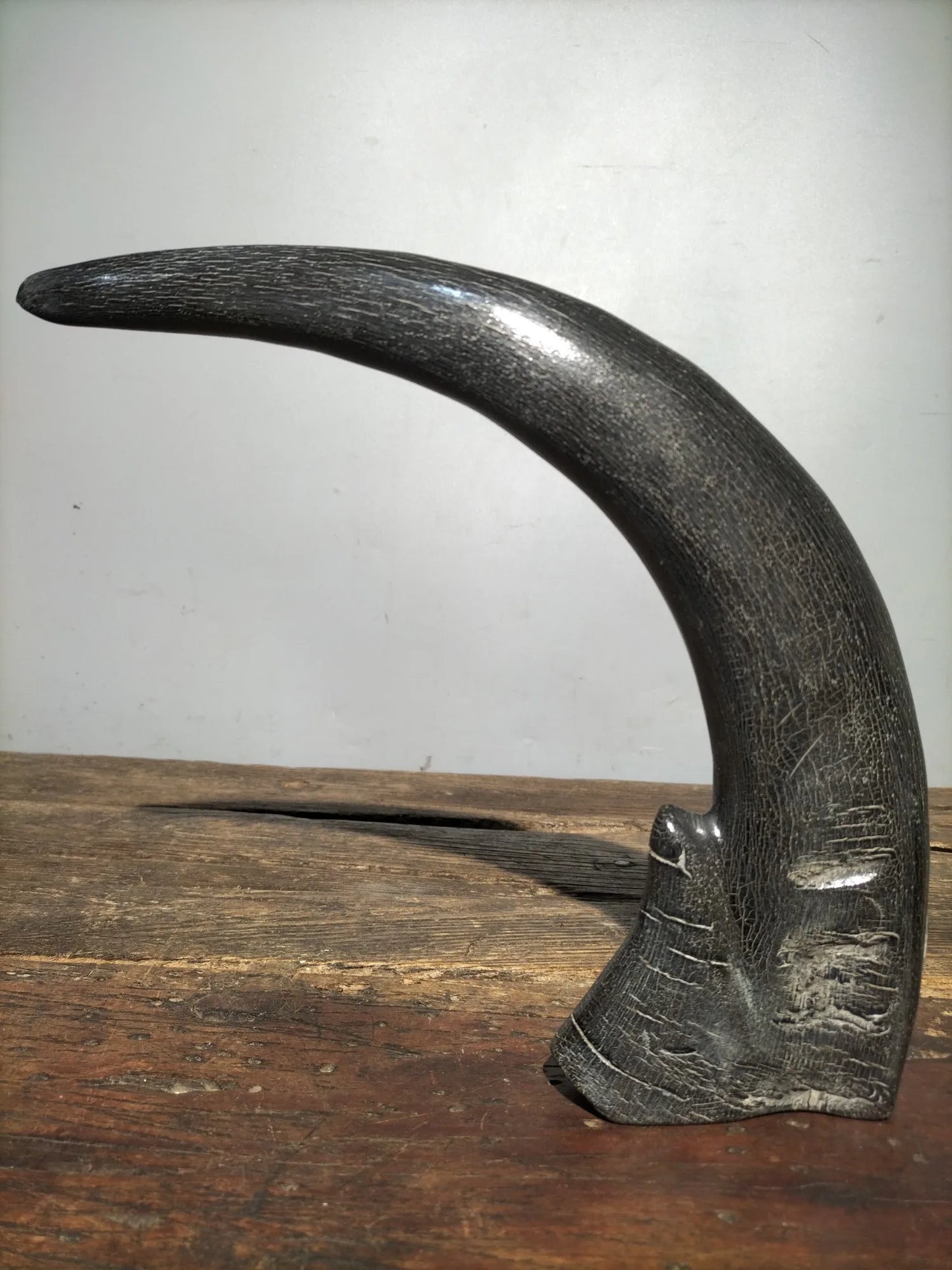 10"Tibetan Temple Collection Old horns horn part keep us safe Gather fortune ornament Worship Hall Town house Exorcism