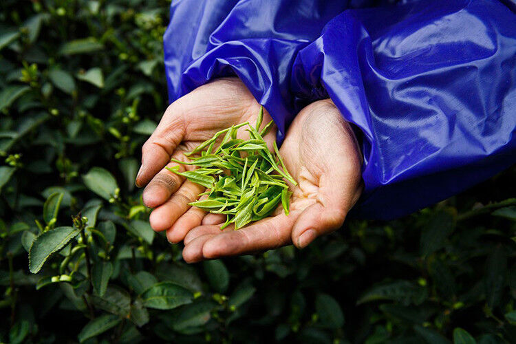 top Grünetee China Kung Fu Dragon Well Long jing longjing Grüner Tee green tea