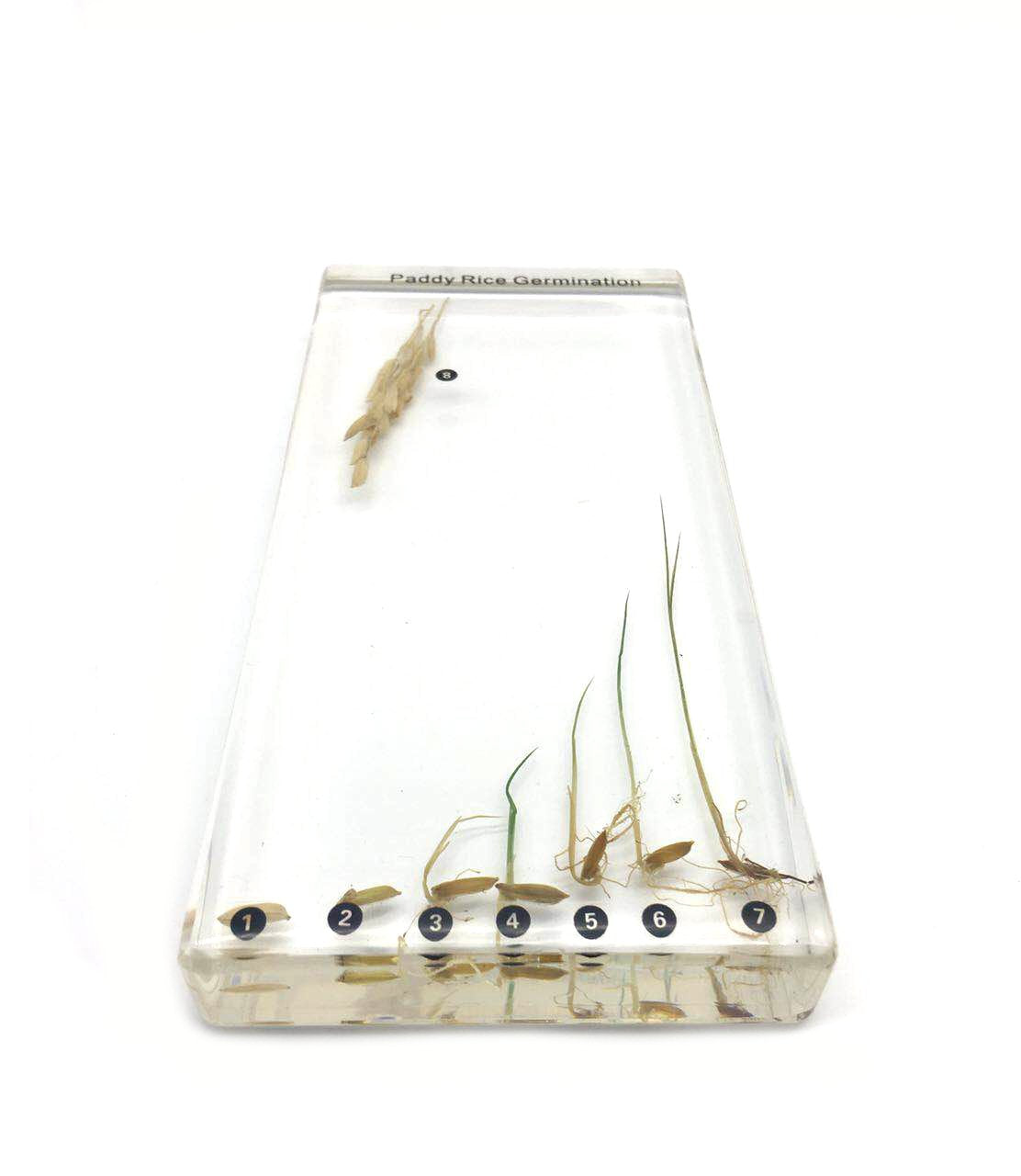 Bean Germination in Acrylic Block Lifecyle of Bean Biology Science Classroom Specimens (Bean Germination)