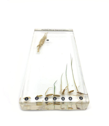Bean Germination in Acrylic Block Lifecyle of Bean Biology Science Classroom Specimens (Bean Germination)