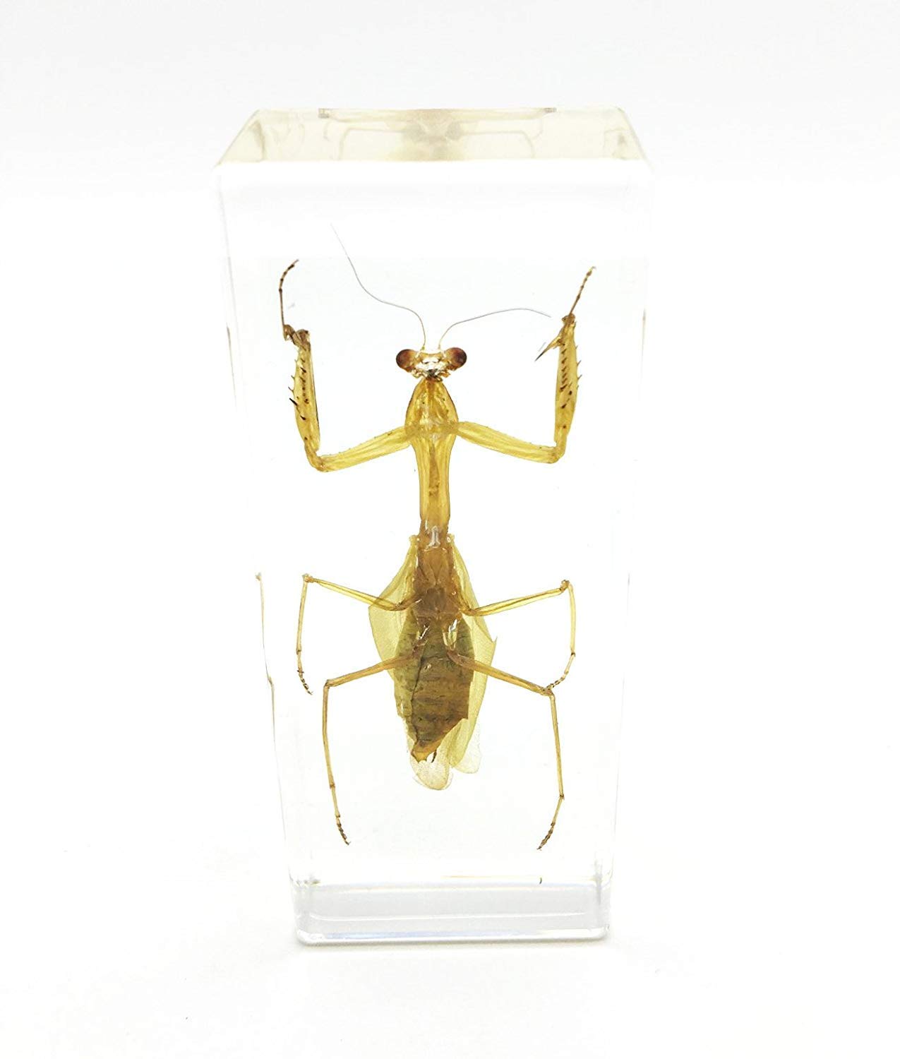 Praying Mantis(Mantis)(rearhorse) Paperweight Specimen Science Education Specimens(4.4x1.6x1.1")