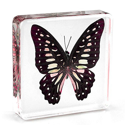 Graphium doson Butterfly Paperweight Specimen Paperweight for Science Education for book for office for desk(3" x 3" x 0.6")