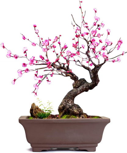 Dahlia 5.3" Beautiful Land Zisha Bonsai Planter/Succulent Pot/Flower Pot w. Saucer, Dark Brown