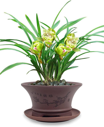 Dahlia 5.3" Beautiful Land Zisha Bonsai Planter/Succulent Pot/Flower Pot w. Saucer, Dark Brown