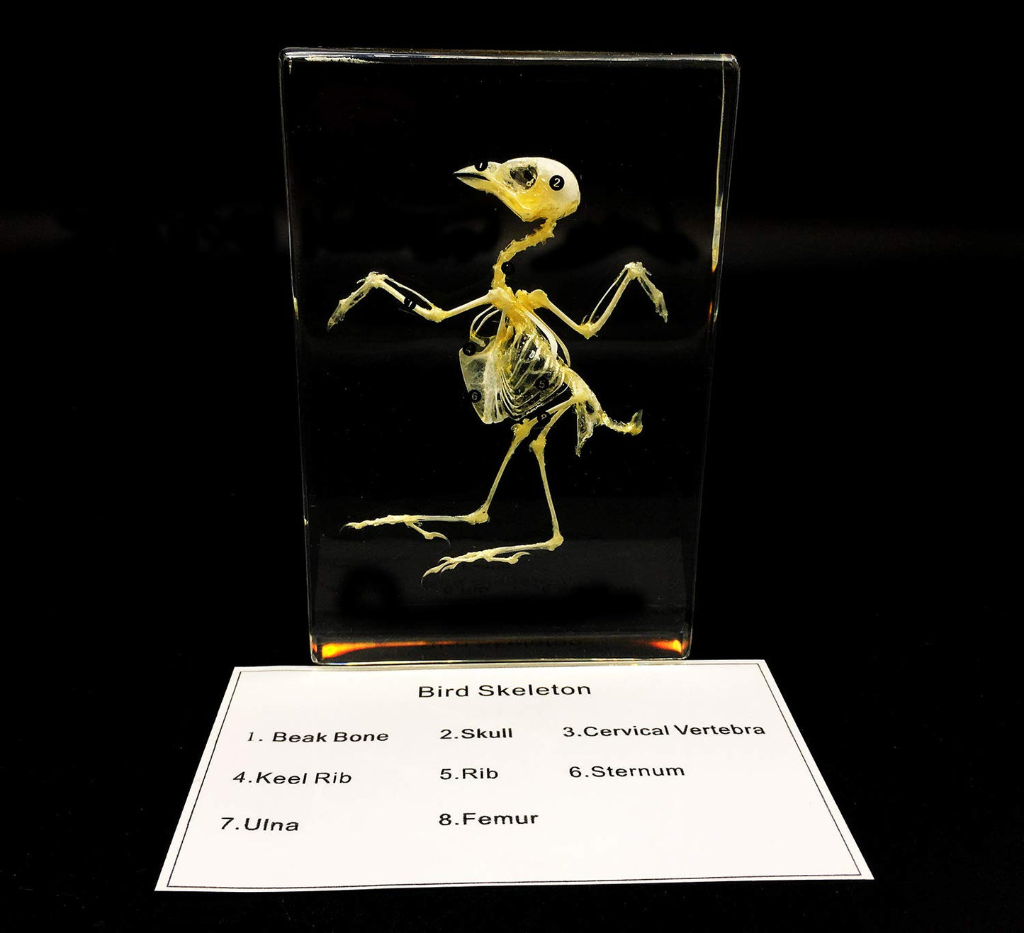 Real Bird Skeleton Specimen in Acrylic Block Paperweights Science Classroom Specimens for Science Education(5.3x3.5x1 inch)
