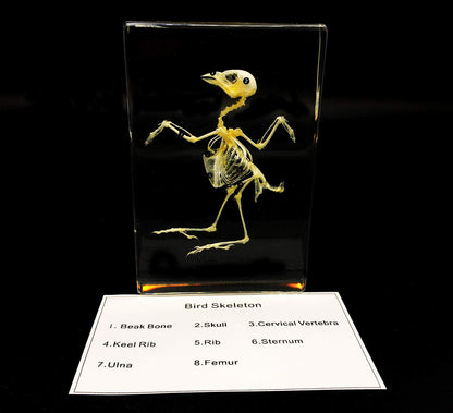 Real Bird Skeleton Specimen in Acrylic Block Paperweights Science Classroom Specimens for Science Education(5.3x3.5x1 inch)