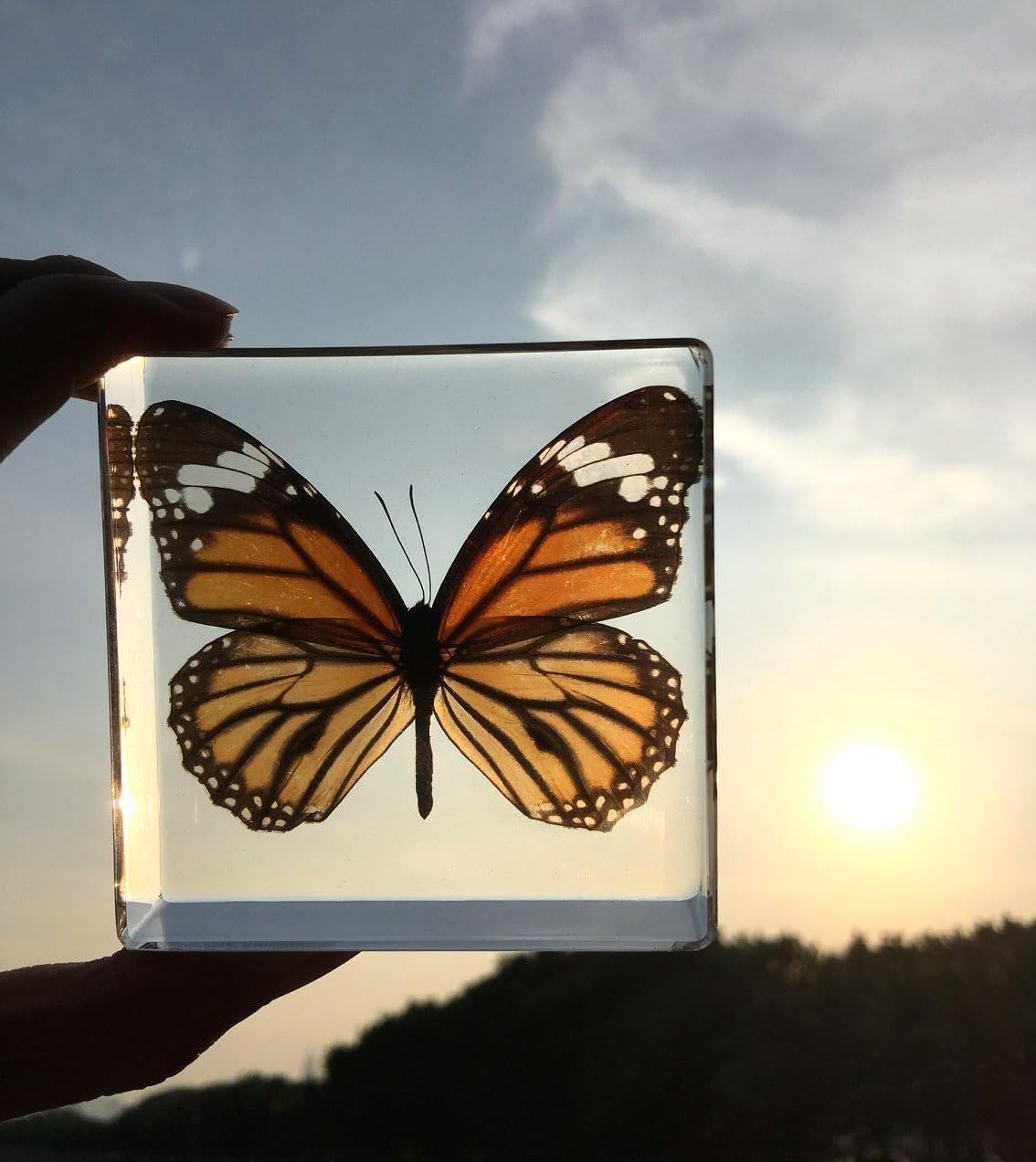 Tiger Butterfly Paperweight Paperweights Specimen Specimens Collection Display