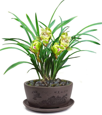Dahlia 5.3" Beautiful Land Zisha Bonsai Planter/Succulent Pot/Flower Pot w. Saucer, Dark Brown