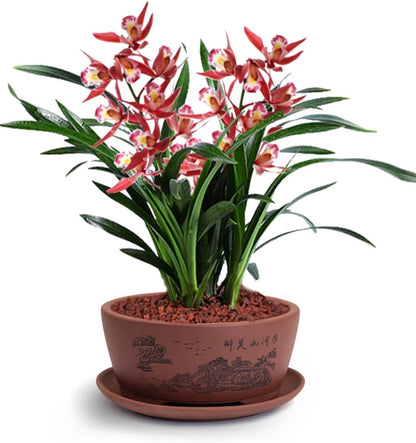 Dahlia 5.3" Beautiful Land Zisha Bonsai Planter/Succulent Pot/Flower Pot w. Saucer, Dark Brown