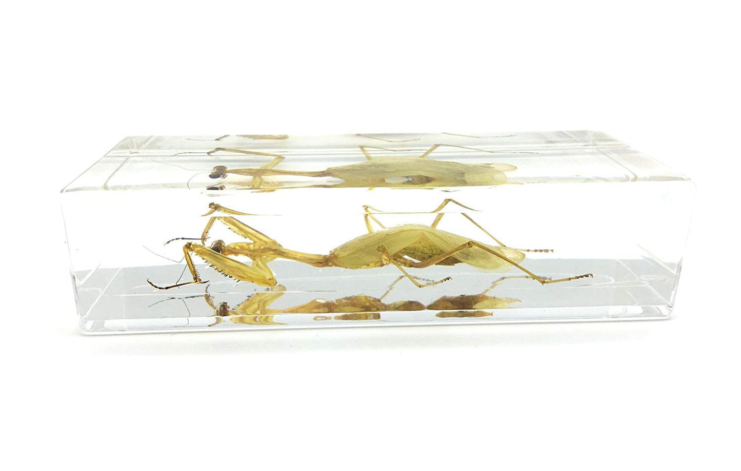 Praying Mantis(Mantis)(rearhorse) Paperweight Specimen Science Education Specimens(4.4x1.6x1.1")
