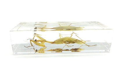 Praying Mantis(Mantis)(rearhorse) Paperweight Specimen Science Education Specimens(4.4x1.6x1.1")