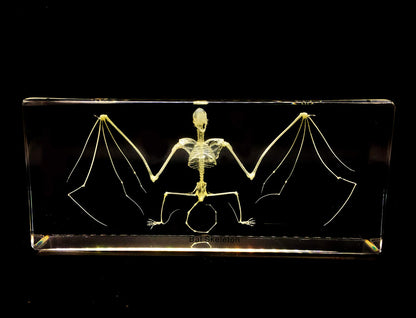 X-Large Taxidermy Real Bat Skeleton Specimens Science Classroom Specimen for Science Education（7.9x3.6x1.6 inch）