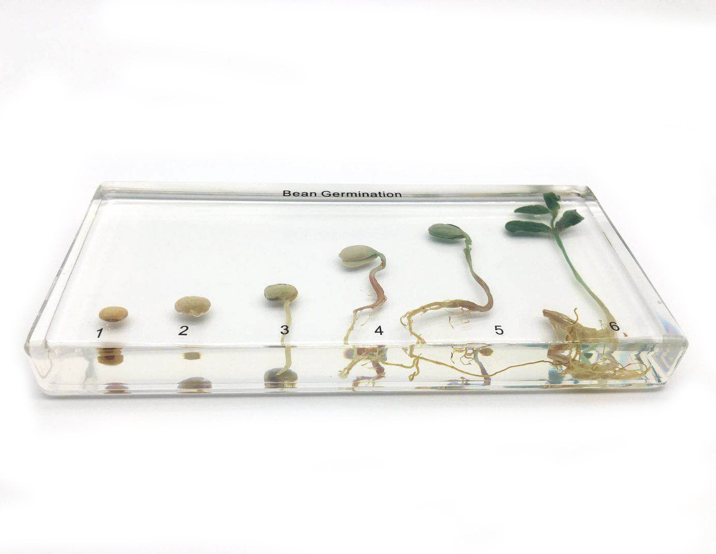 Bean Germination in Acrylic Block Lifecyle of Bean Biology Science Classroom Specimens (Bean Germination)