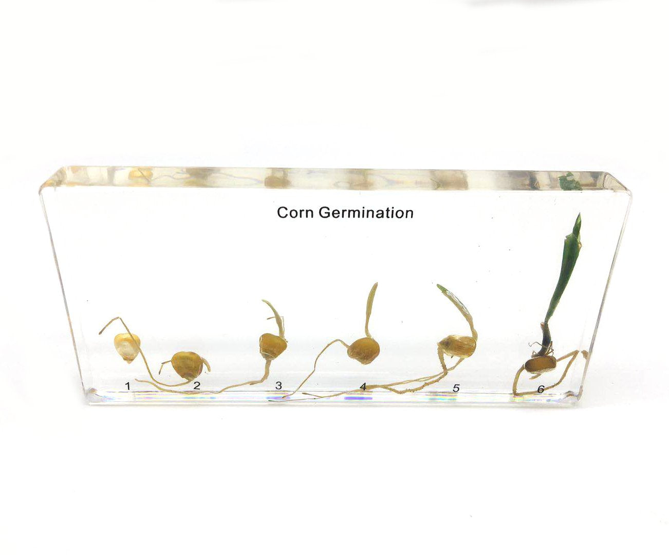 Bean Germination in Acrylic Block Lifecyle of Bean Biology Science Classroom Specimens (Bean Germination)