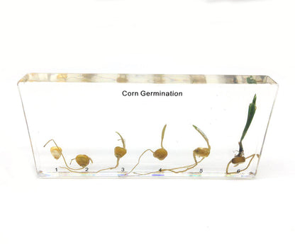 Bean Germination in Acrylic Block Lifecyle of Bean Biology Science Classroom Specimens (Bean Germination)