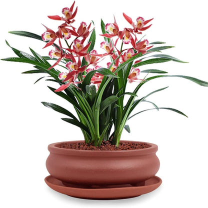 Dahlia 5.3" Beautiful Land Zisha Bonsai Planter/Succulent Pot/Flower Pot w. Saucer, Dark Brown