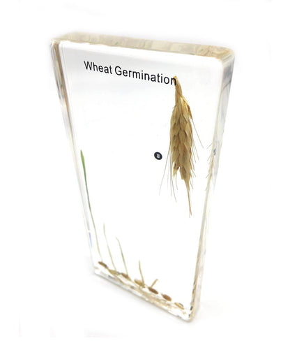 Bean Germination in Acrylic Block Lifecyle of Bean Biology Science Classroom Specimens (Bean Germination)