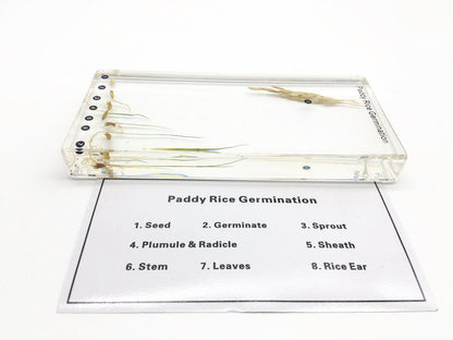 Bean Germination in Acrylic Block Lifecyle of Bean Biology Science Classroom Specimens (Bean Germination)