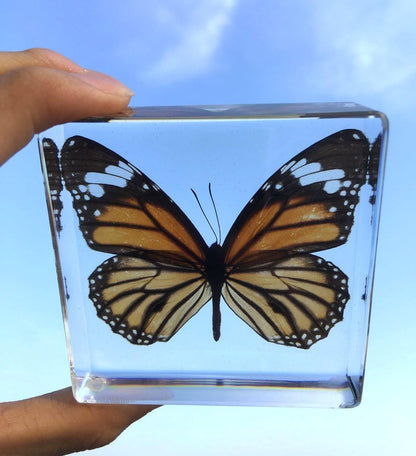 Tiger Butterfly Paperweight Paperweights Specimen Specimens Collection Display