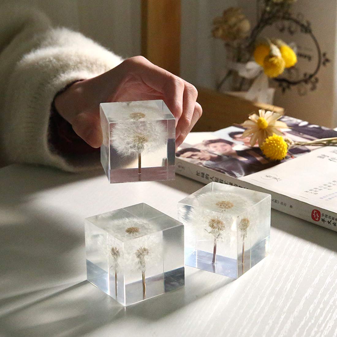 Real Dandelion specimen Paperweight （2x2x2 Inch）