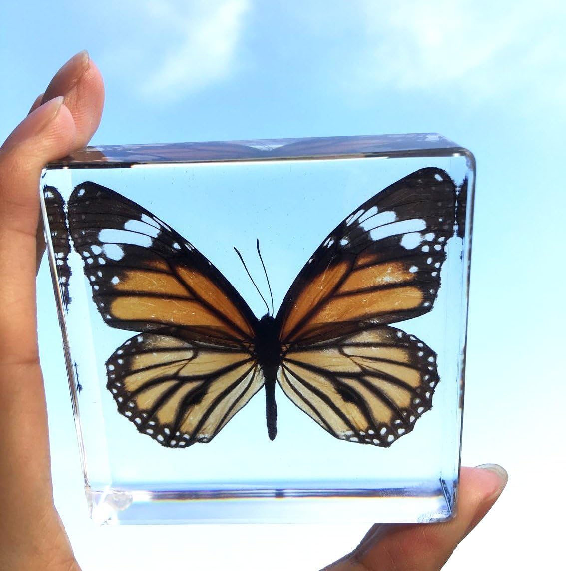Tiger Butterfly Paperweight Paperweights Specimen Specimens Collection Display