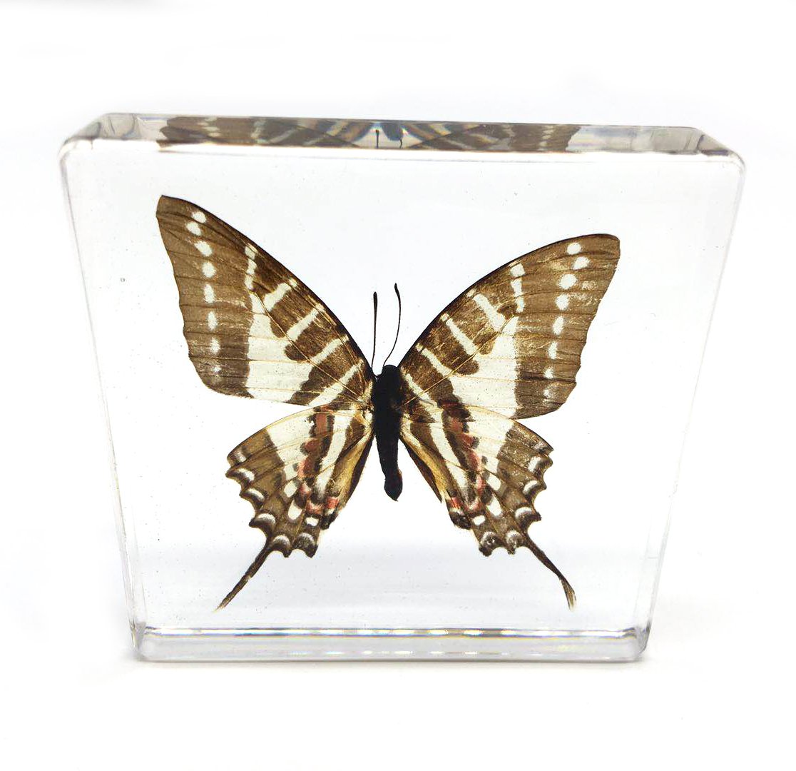Graphium doson Butterfly Paperweight Specimen Paperweight for Science Education for book for office for desk(3" x 3" x 0.6")