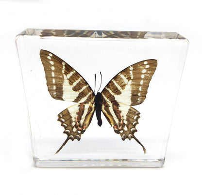 Graphium doson Butterfly Paperweight Specimen Paperweight for Science Education for book for office for desk(3" x 3" x 0.6")