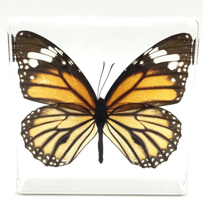 Tiger Butterfly Paperweight Paperweights Specimen Specimens Collection Display