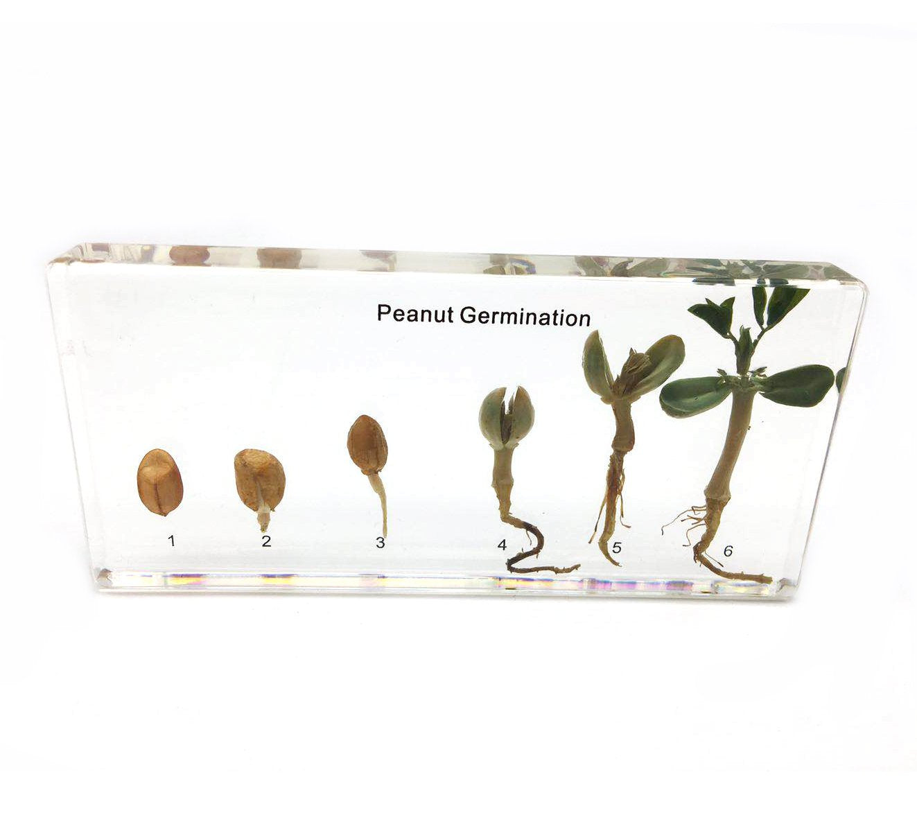 Bean Germination in Acrylic Block Lifecyle of Bean Biology Science Classroom Specimens (Bean Germination)