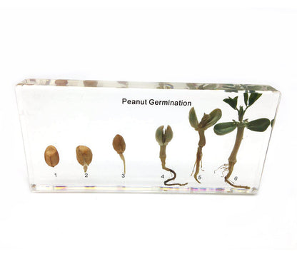 Bean Germination in Acrylic Block Lifecyle of Bean Biology Science Classroom Specimens (Bean Germination)