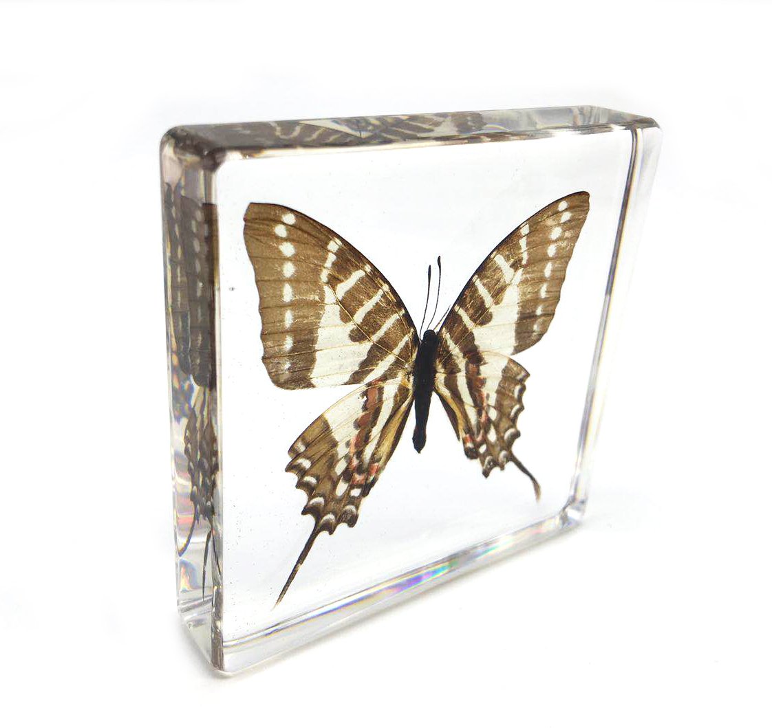 Graphium doson Butterfly Paperweight Specimen Paperweight for Science Education for book for office for desk(3" x 3" x 0.6")